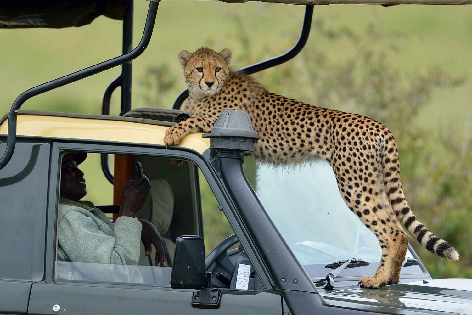 5 jours de safari en camping dans le Masai Mara, le lac Nakuru et le lac Naivasha