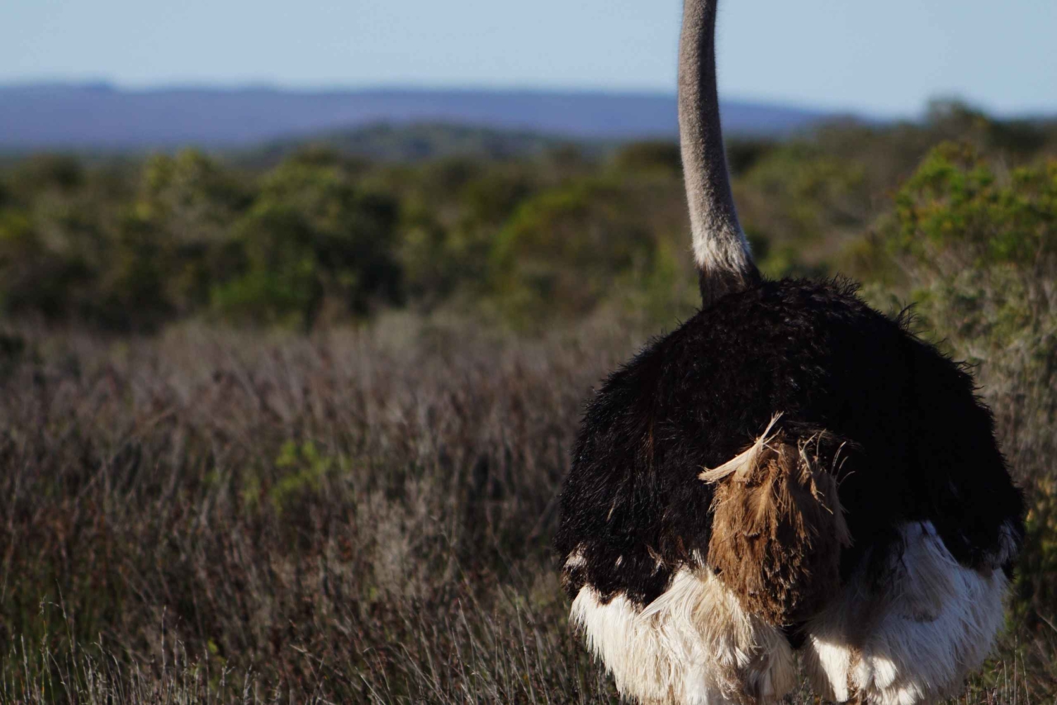 6-dniowe safari w Aruszy i Serengeti z lotami