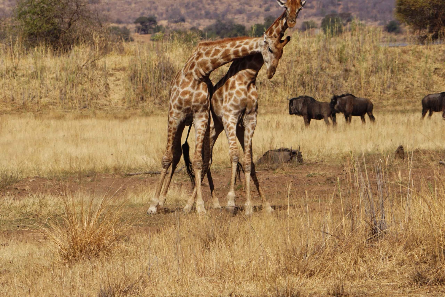 6-dniowe safari w Aruszy i Serengeti z lotami