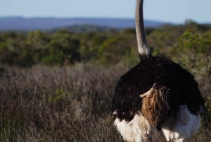 6-dniowe safari w Aruszy i Serengeti z lotami