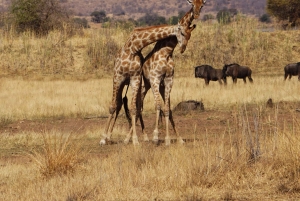 6-dniowe safari w Aruszy i Serengeti z lotami