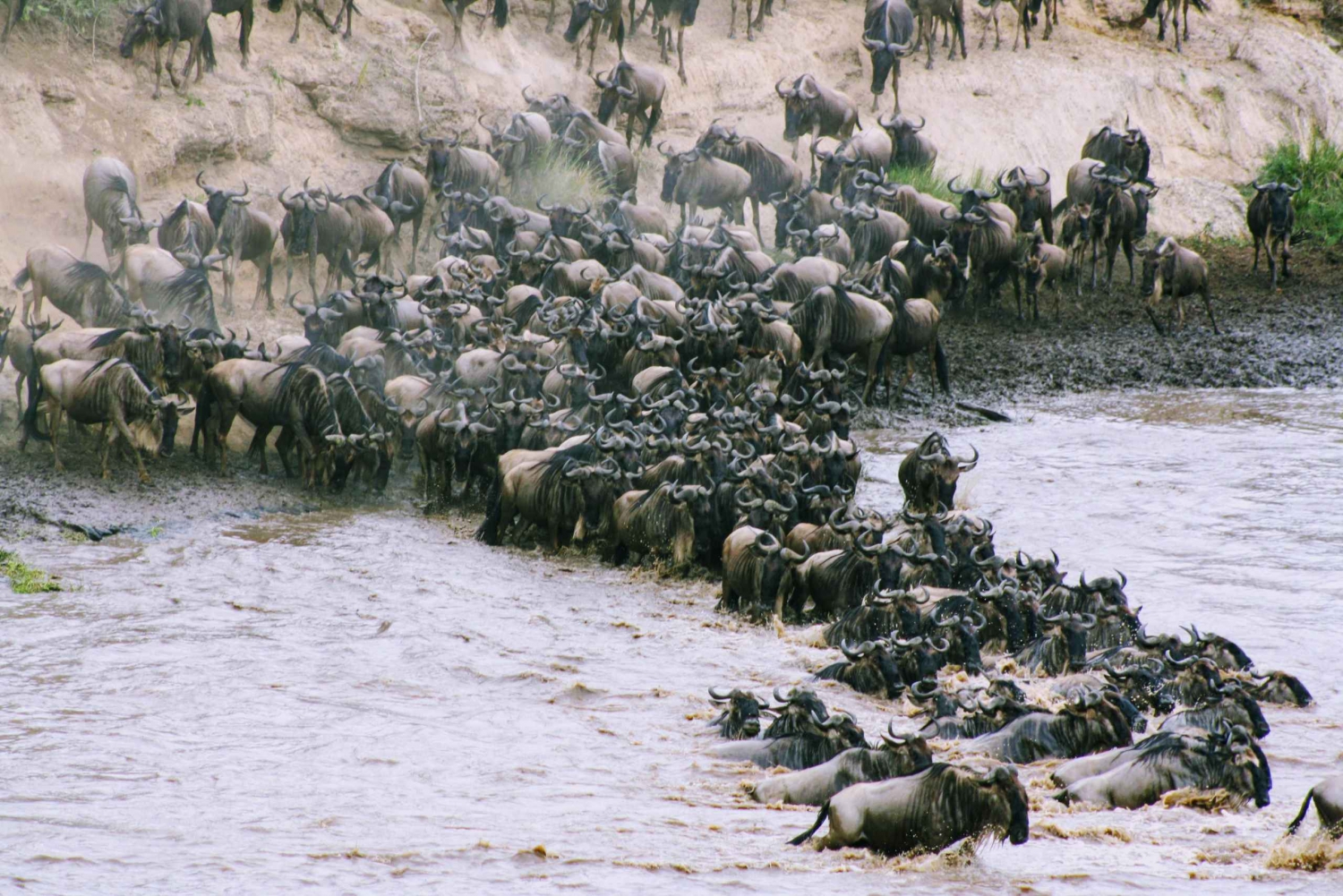 6 dagars migrationssafari i Stora Serengeti