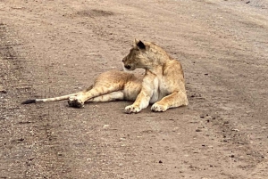 6 päivän Kenia-safari Amboseliin ja Tsavon länsi- ja itäosiin.