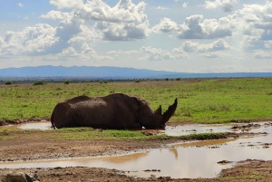Safari in Kenya di 6 giorni ad Amboseli e Tsavo ovest e est.