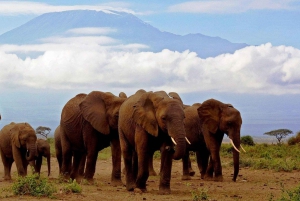 6-daagse kenia safari naar Amboseli en Tsavo west & oost.