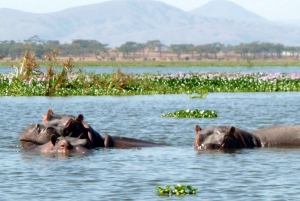 6 jours de safari à Amboseli, au lac Naivasha et au Masai Mara