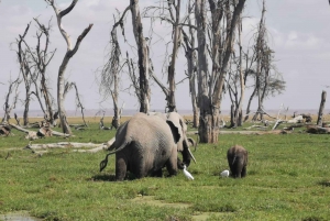 6 päivää Amboseli, Naivasha-järvi ja Masai Mara safari kokemus