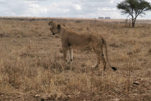 6 jours de safari à Amboseli, au lac Naivasha et au Masai Mara