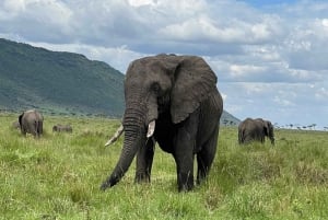 6 Tage Amboseli, Lake Naivasha & Masai Mara Safari-Erlebnis