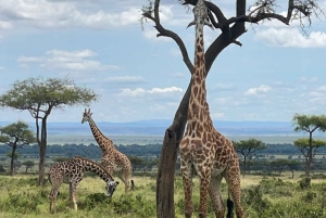 Experiência de safári de 6 dias em Amboseli, Lake Naivasha e Masai Mara