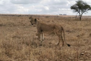 6 Days Amboseli,Lake Naivasha & Masai Mara Safari Experience