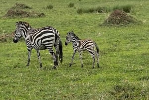 6 Days Amboseli,Lake Naivasha & Masai Mara Safari Experience