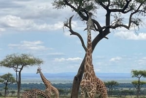6 Days Amboseli,Lake Naivasha & Masai Mara Safari Experience