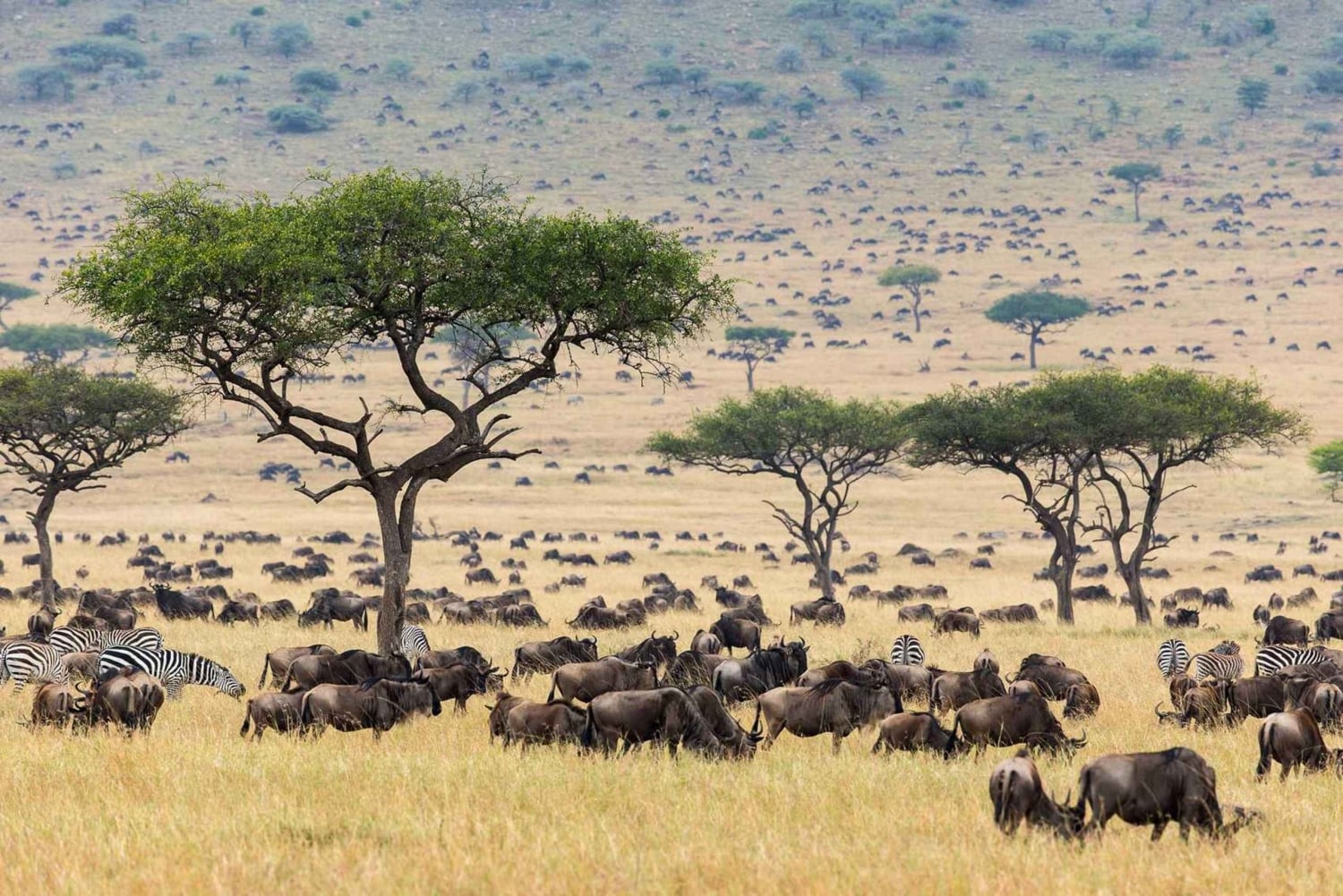 6 Tage Amboseli, Nakuru und Masai Mara Private Safari (Jeep)