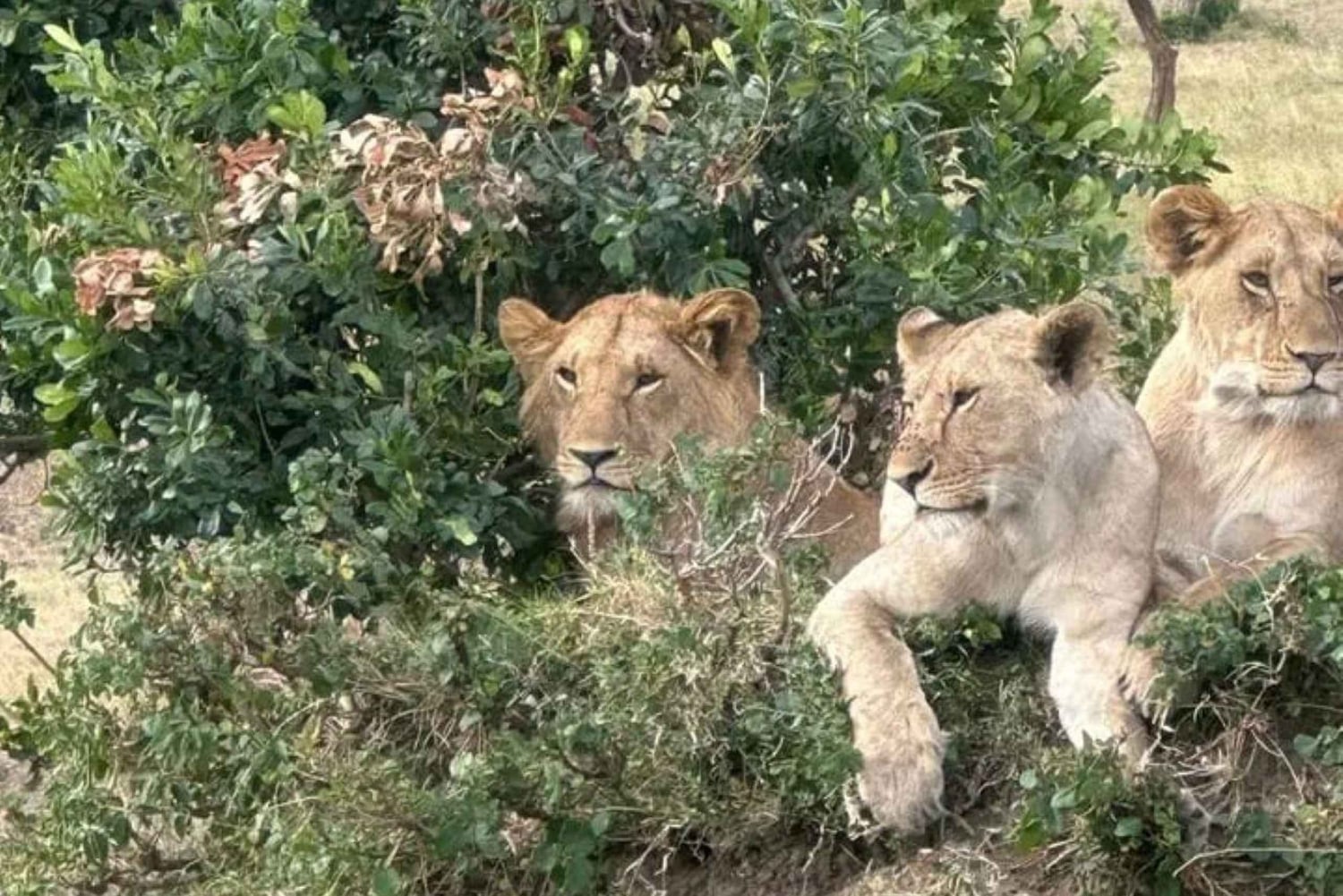 Voyage de groupe économique de 6 jours dans les parcs de Mara, Nakuru et Amboseli
