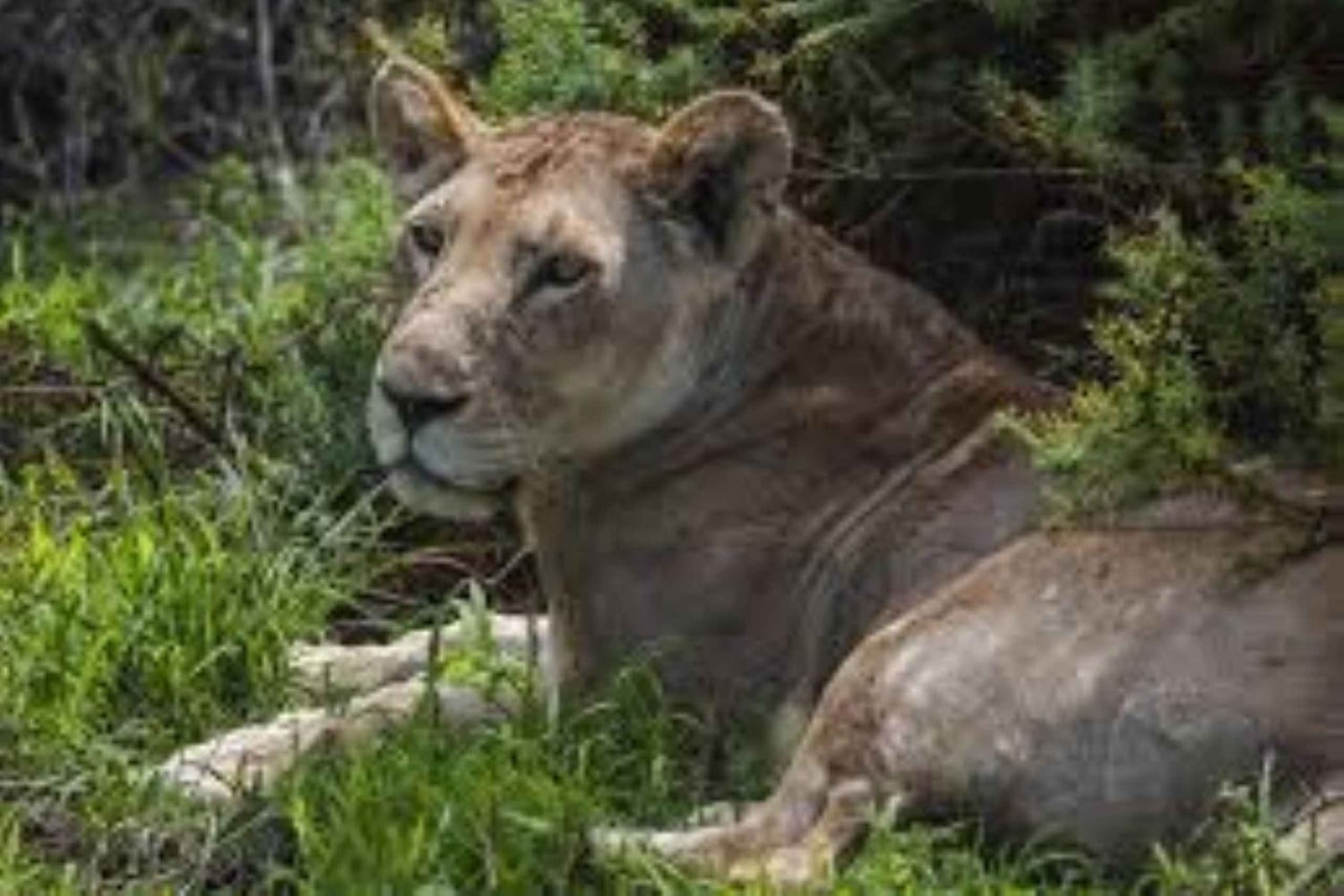 Voyage de groupe économique de 6 jours dans les parcs de Mara, Nakuru et Amboseli