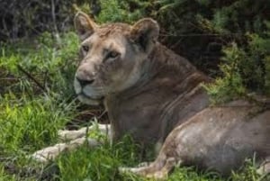 Voyage de groupe économique de 6 jours dans les parcs de Mara, Nakuru et Amboseli