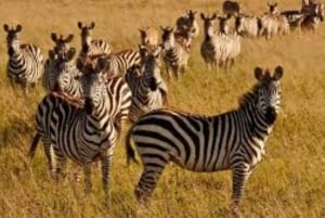 Voyage de groupe économique de 6 jours dans les parcs de Mara, Nakuru et Amboseli