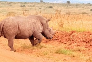 Voyage de groupe économique de 6 jours dans les parcs de Mara, Nakuru et Amboseli