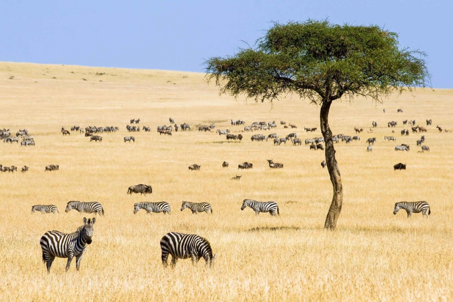 6 Days Kenya Budget Safari