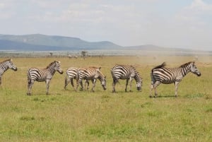 6 Days Kenya Budget Safari