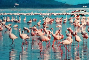 6 Days Lake Bogoria , Lake Nakuru, Lake Naivasha And Maasai