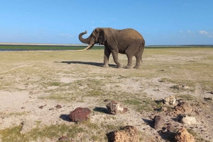 6 Days Masai Mara, Lake Nakuru, and Amboseli Budget safari.