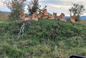 6 Days Masai Mara, Lake Nakuru, and Amboseli Budget safari.