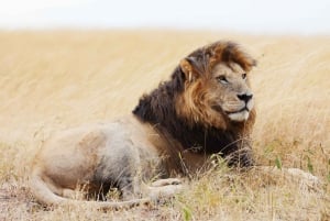 6-dniowe safari w Masai Mara, Lake Nakuru i Amboseli.