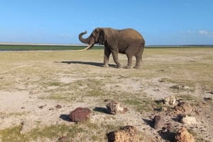 6-dniowe safari w Masai Mara, Lake Nakuru i Amboseli.