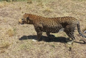 6-dniowe safari w Masai Mara, Lake Nakuru i Amboseli.
