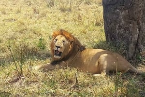 6-dniowe safari w Masai Mara, Lake Nakuru i Amboseli.