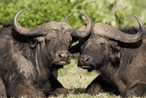 6-dniowe safari w Masai Mara, Lake Nakuru i Amboseli.