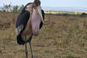 6-dniowe safari w Masai Mara, Lake Nakuru i Amboseli.