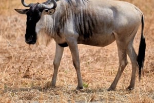 6-dniowe safari w Masai Mara, Lake Nakuru i Amboseli.