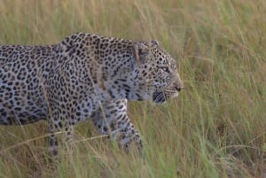 6 Days safari in Amboseli, Lake Naivasha and Maasai Mara