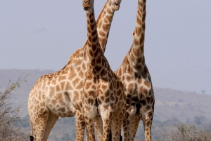 6 Days safari in Amboseli, Lake Naivasha and Maasai Mara