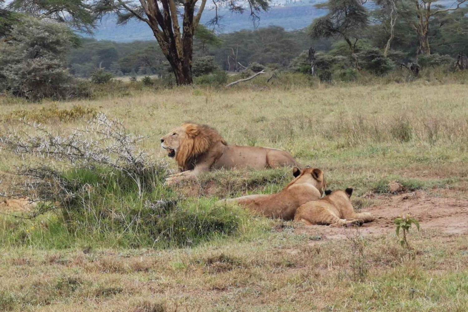 6 Days, Safari To Amboseli, Lake Nakuru And Masai Mara