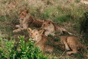6 Days, Safari To Masai Mara, Lake Nakuru And Amboseli