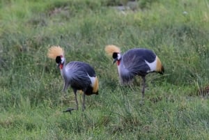 6 dager, safari til Masai Mara, Lake Nakuru og Amboseli