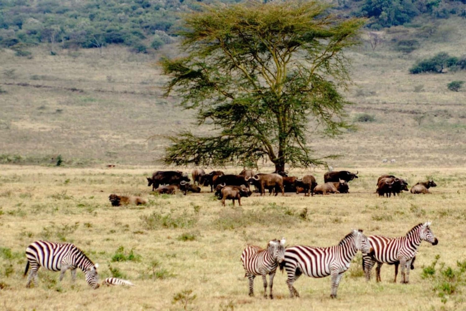 6-dniowe safari w małej grupie do Masai Mara, Nakuru i Amboseli