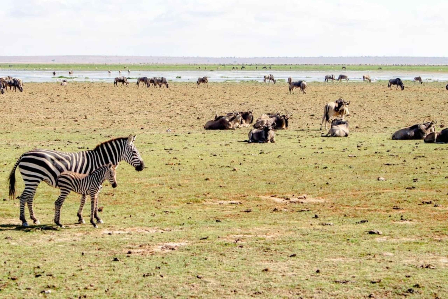 6-dniowe safari w małej grupie do Masai Mara, Nakuru i Amboseli