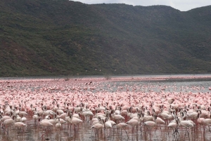 6-dniowe safari w małej grupie do Masai Mara, Nakuru i Amboseli