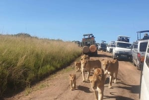 6-dniowe safari w małej grupie do Masai Mara, Nakuru i Amboseli