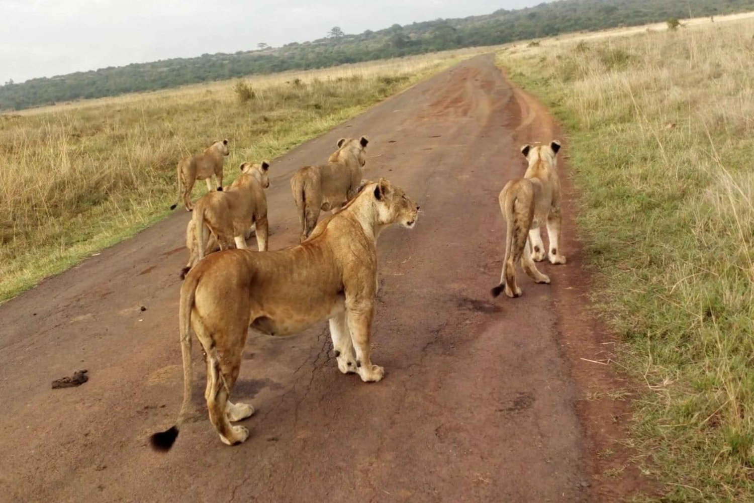6 dagars safari med vilda djur - Masai Mara, Nakurusjöarna och Naivasha