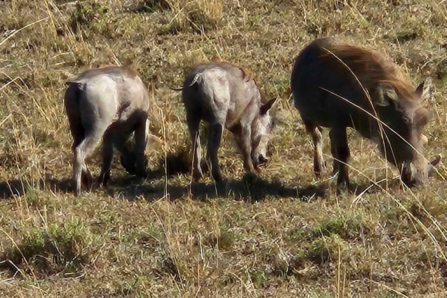 6 dagars safari med vilda djur - Masai Mara, Nakurusjöarna och Naivasha