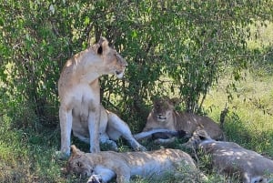 6 dagars safari med vilda djur - Masai Mara, Nakurusjöarna och Naivasha