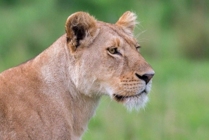 6 dagars safari med vilda djur - Masai Mara, Nakurusjöarna och Naivasha