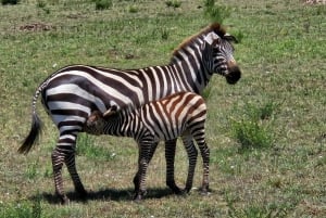 6 dagars safari med vilda djur - Masai Mara, Nakurusjöarna och Naivasha