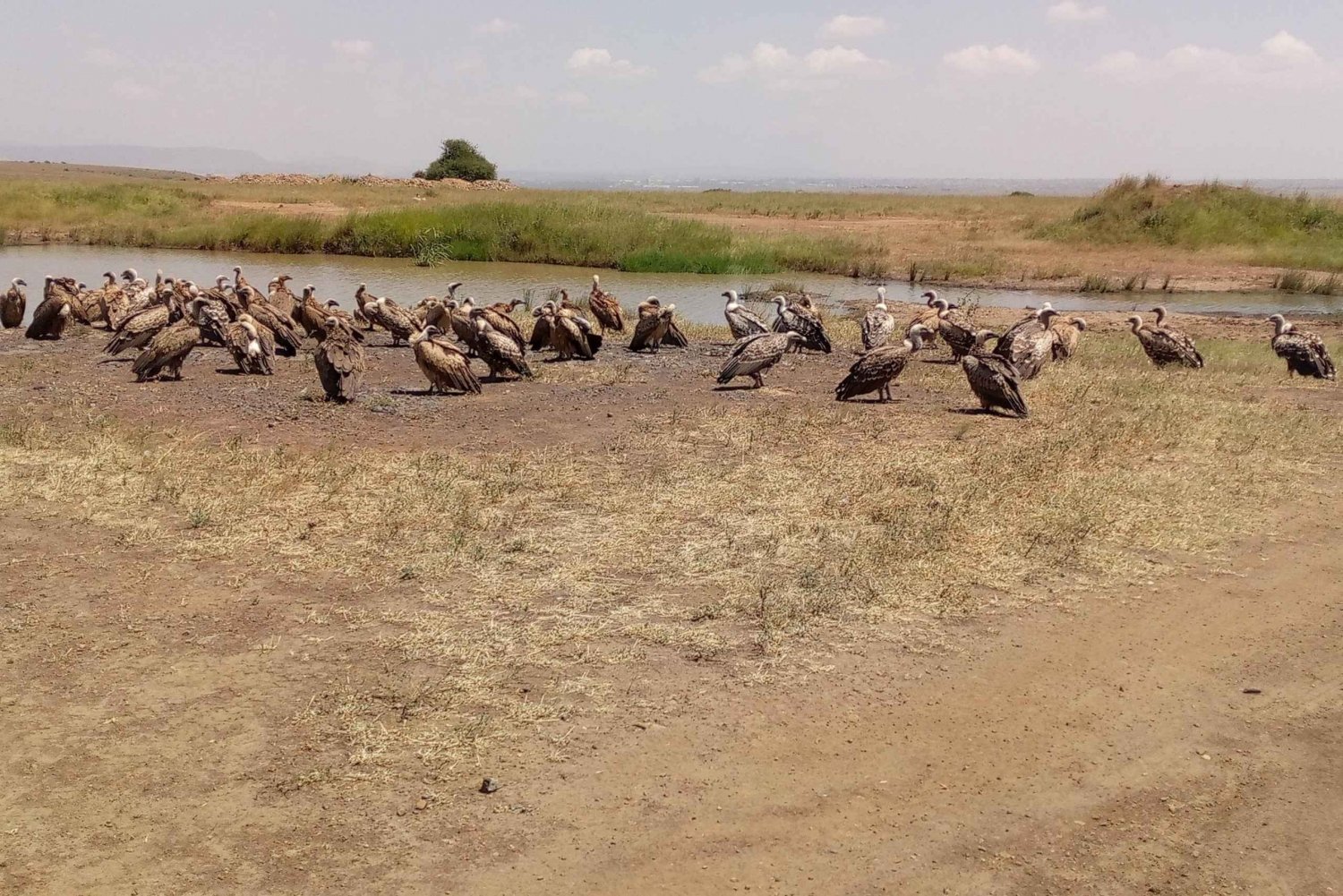 6 tuntia lintujenbongausta Nairobin kansallispuistossa